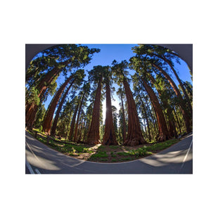 Wandbilder Sequoia-Nationalpark