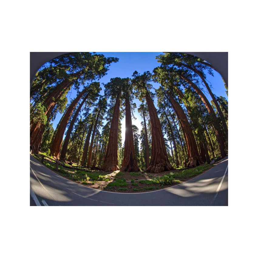 Wandbilder Sequoia-Nationalpark
