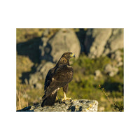 Wandbild Falke 2