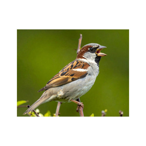 Wandbild Hausspatz