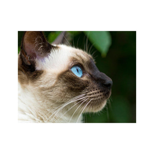Wandbild Siamkatze 1
