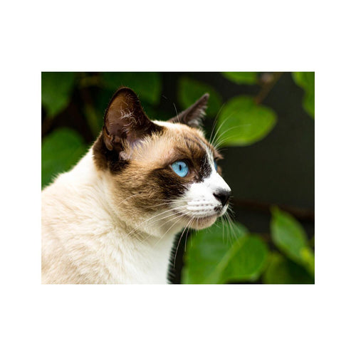 Wandbild Siamkatze 2