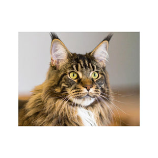 Wandbild Main Coon Katze