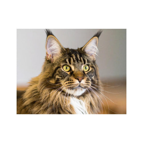Wandbild Main Coon Katze