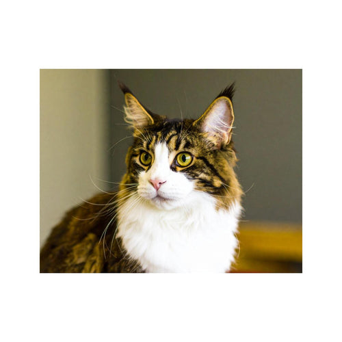 Wandbild Main Coon Katze 2