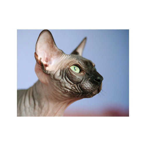 Wandbild Sphhinx katze