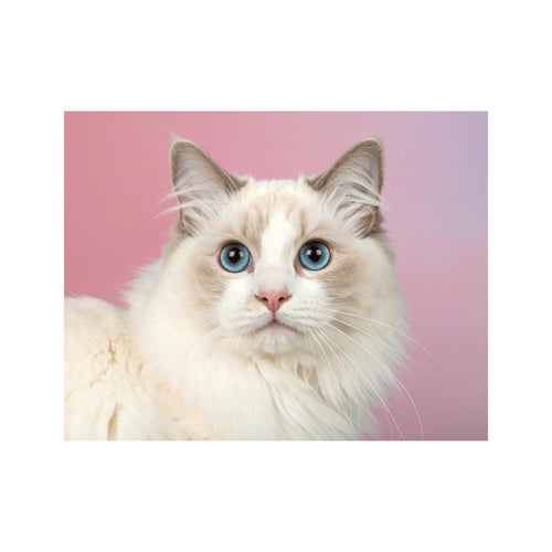 Wandbild Ragdoll Katze