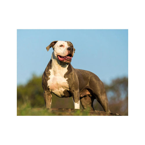 Wandbild American Bulldog