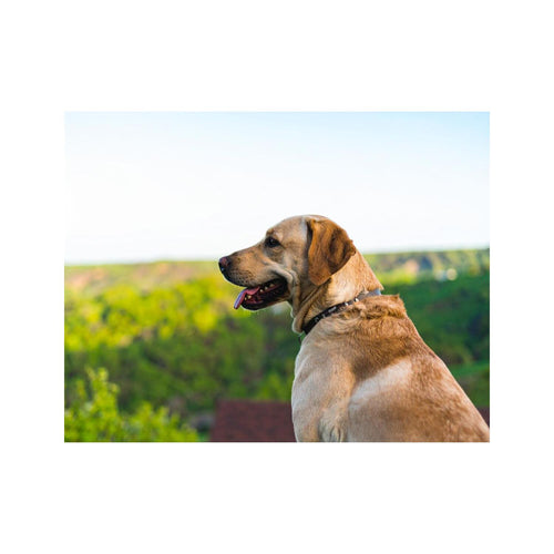 Wandbild Labrador