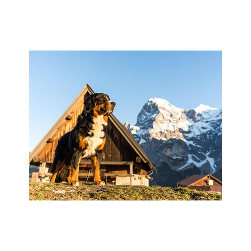 Wandbild Berner Sennenhund
