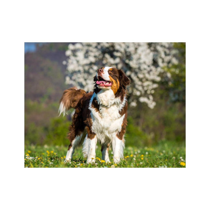 Wandbild Schaeferhund