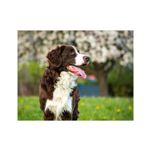 Wandbild Schaeferhund 2