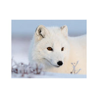 Wandbild Schneefuchs 1