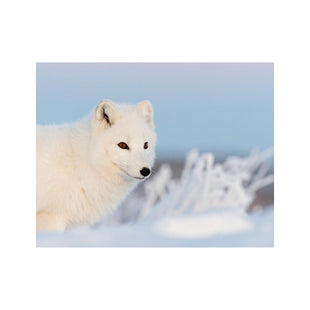 Wandbild Schneefuchs 2