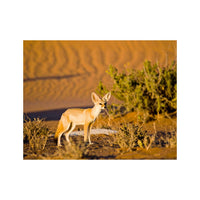 Wandbild Fennek Fuchs 1