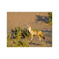 Wandbild Fennek Fuchs 2
