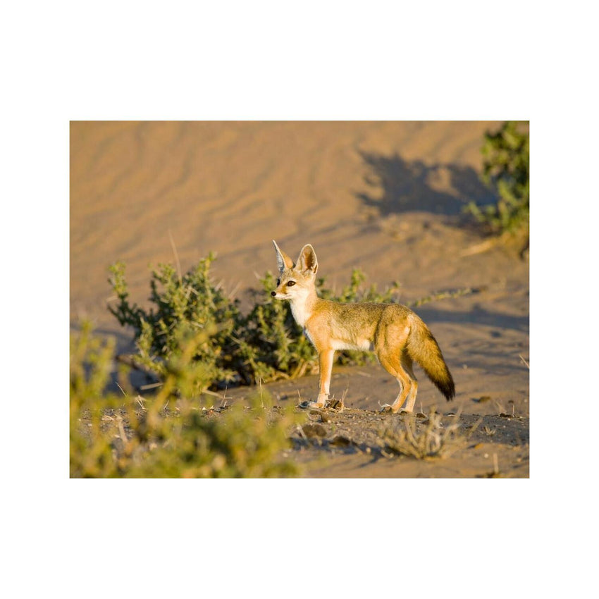 Wandbild Fennek Fuchs 2