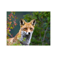 Wandbild Vulpesfuchs 1