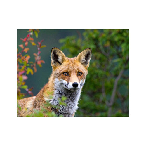 Wandbild Vulpesfuchs 1