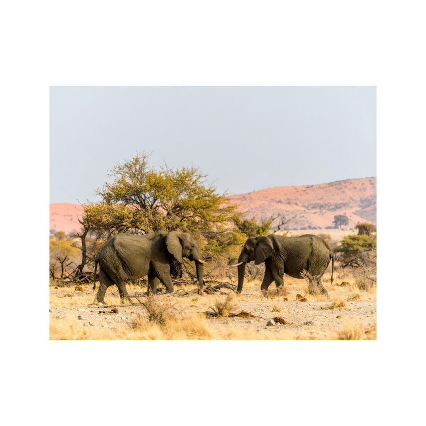Wandbild Safari 1