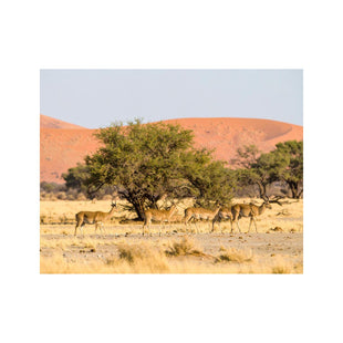 Wandbild Safari 2