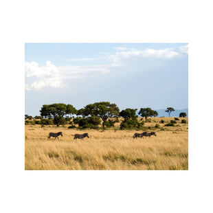 Wandbild Safari 3