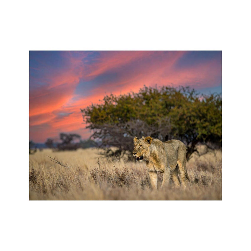 Wandbild Safari 4