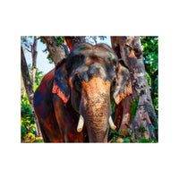Wandbild Indischer Elefant 1