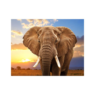 Wandbild Afrikanischer Elefant