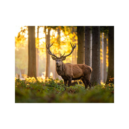 Wandbild Elh Im Wald