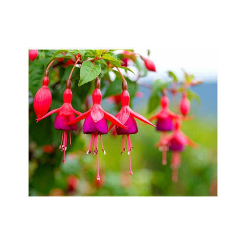 Wandbild Schoene Blumen