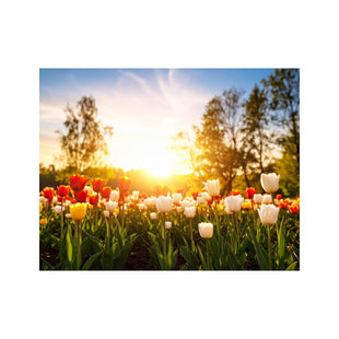 Wandbild Schoene Tulpen