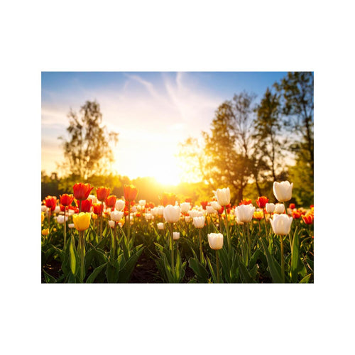 Wandbild Schoene Tulpen