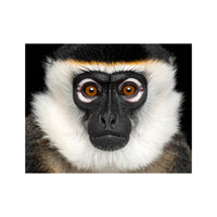 Wandbild Crazy Ape
