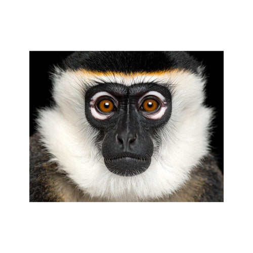 Wandbild Crazy Ape