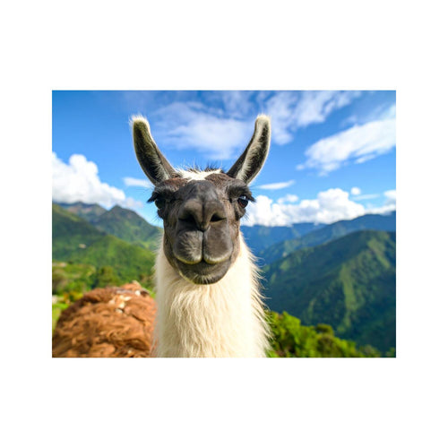 Wandbild Crazy Lama