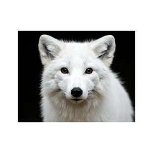 Wandbild Weisser Fuchs