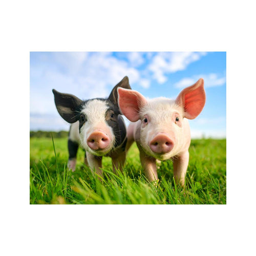 Wandbild Suesse Mini Schweine