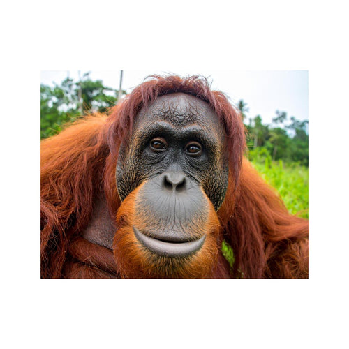 Wandbild Orang Utan 3