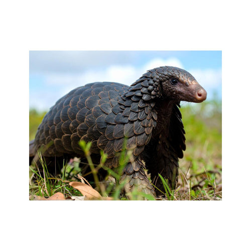 Wandbild Pangolin