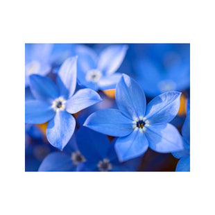 Wandbild Blausternchden Blume