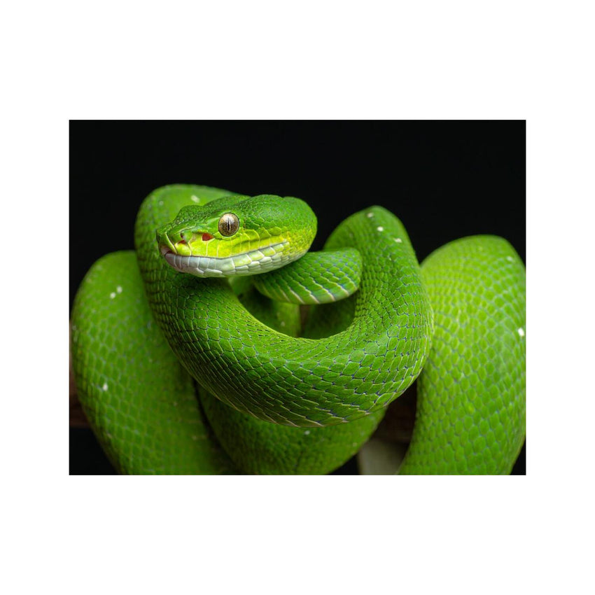 Wandbild Grüne Schlange 2