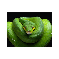 Wandbild Grüne Schlange 3