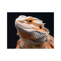 Wandbild Schöner Varan