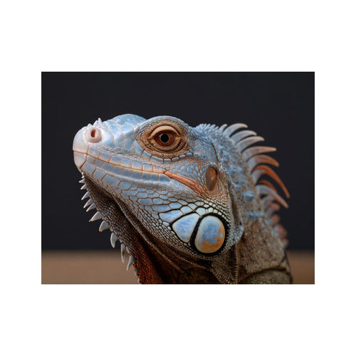 Wandbild Schöner Varan 2