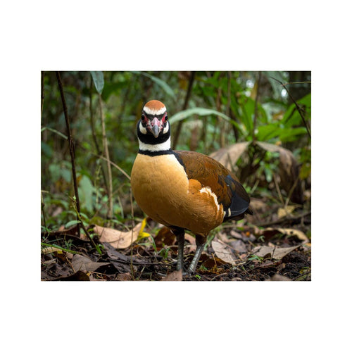 Wandbild Indisches Huhn