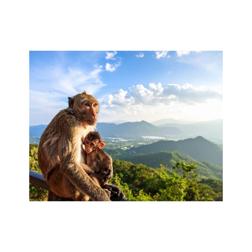 Wandbild Affenmutter Und Baby