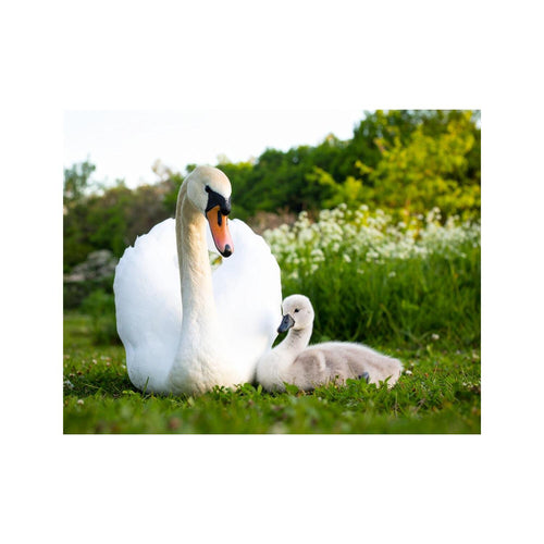 Wandbild Schwanenmutter Mit Baby