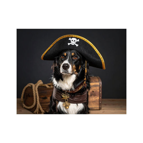 Wandbild Hund Als Pirat