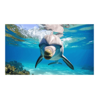 Wandbild Freundlicher Delfin